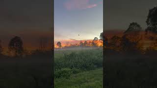 Aku Dah Lupa #music #song #cover #love #whv #akudahlupa #whv #australia