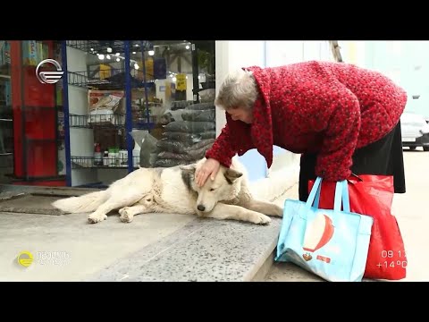 სასტიკი და არასათანადო მოპყრობა ცხოველების მიმართ და ზეწოლა მათზე მზრუნველ ადამიანებზე