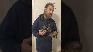 daily care requirements for your ball python part 1