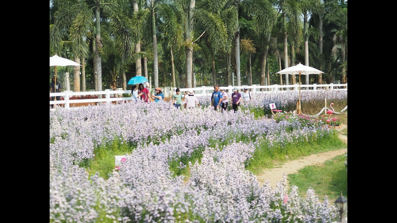 Songkhla Flower Farm คาเฟ่สวนดอกไม้แห่งแรกในจังหวัดสงขลา YouTube
