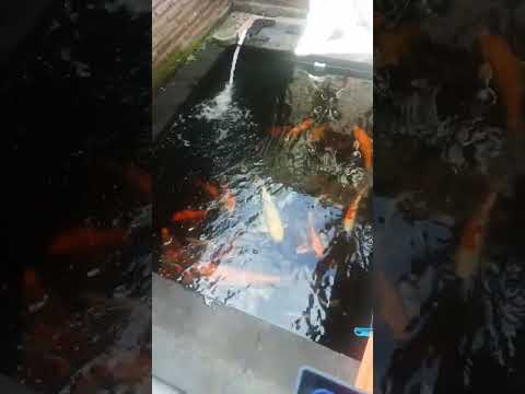 Jogja Koi