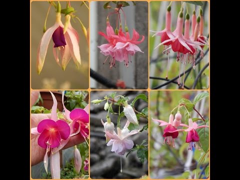 Fuchsia sau cercelusi