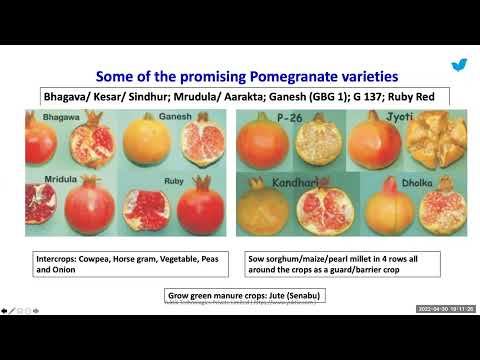 Soil & Nutrition Management in Pomegranate | Yuktix® Technologies - video from Yuktix