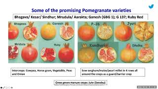 Soil & Nutrition Management in Pomegranate | Yuktix® Technologies