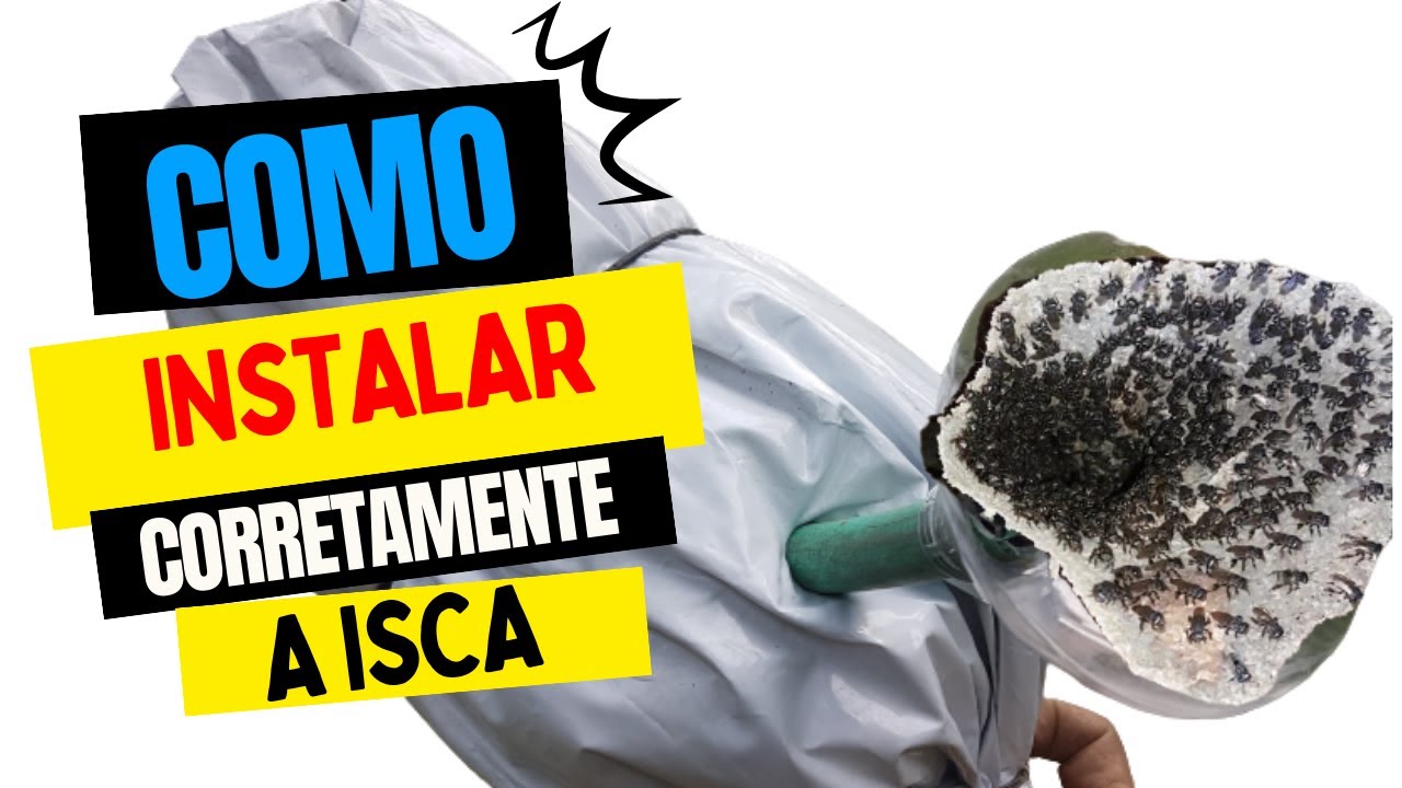 TUBUNA & MANDAGUARI: Isca INFALÍVEL para Capturar Abelhas Sem Ferrão (Funil e Cor Certa)