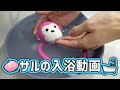 サルをお風呂に入れる動画