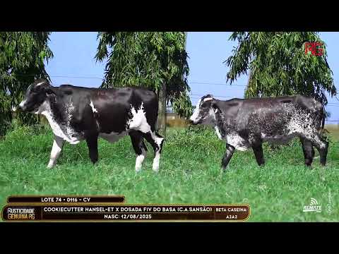 LOTE 74