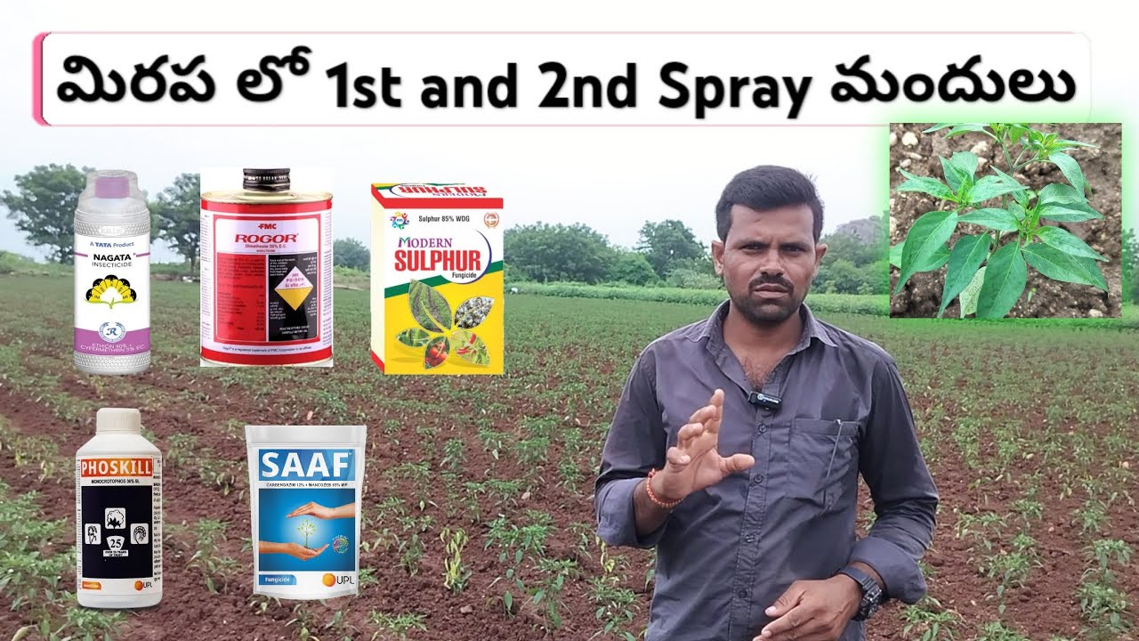 మిరపలో 1st & 2nd spray మందులు 