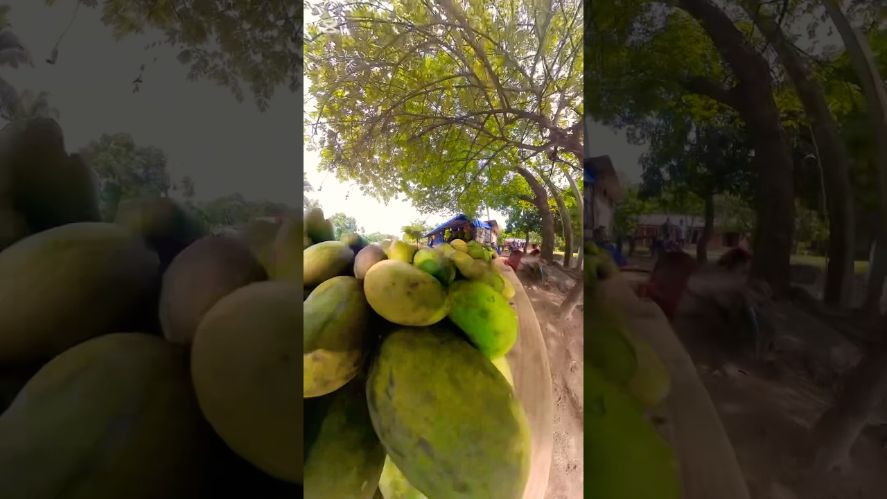 Mango heaven Sri Lanka 