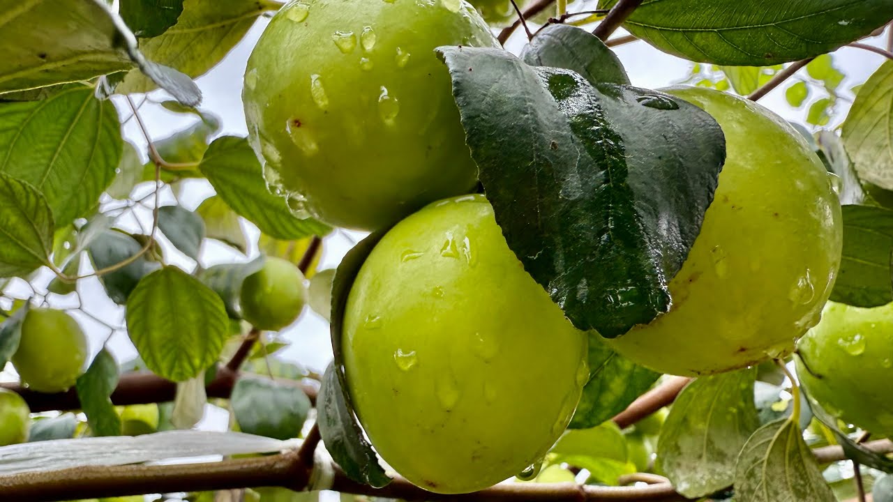 Cách làm để cho Vườn táo đại mật cuối vụ vẫn không bị Nồm  quả ngày 27 tháng 2, 2026