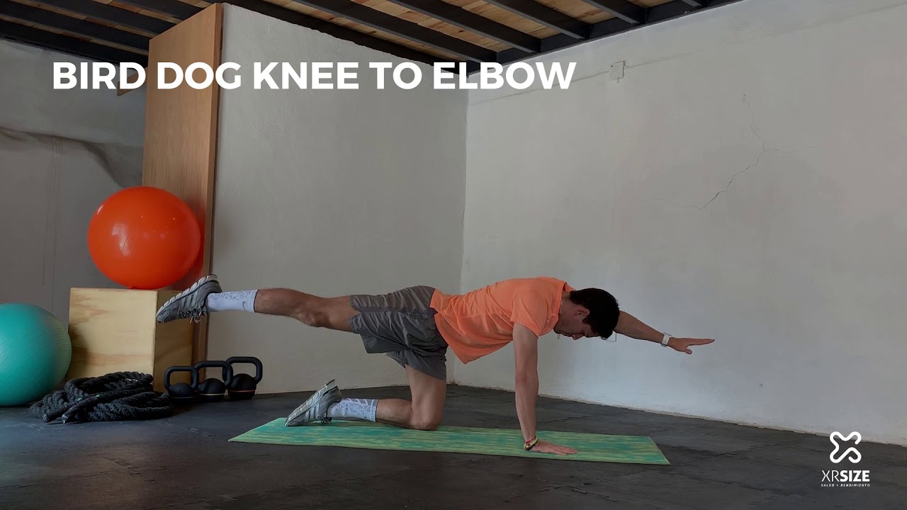 BIRD DOG KNEE TO ELBOW YouTube