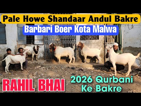2026 Bhiwandi Goat Farming Goat At RAHIL BHAI | Qurbani Ke Boer Kota Barbari Bakre 