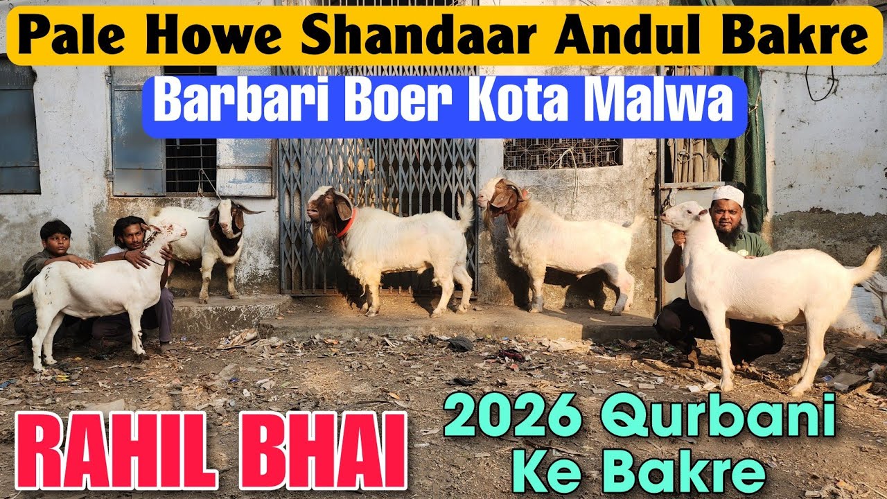 2026 Bhiwandi Goat Farming Goat At RAHIL BHAI | Qurbani Ke Boer Kota Barbari Bakre 