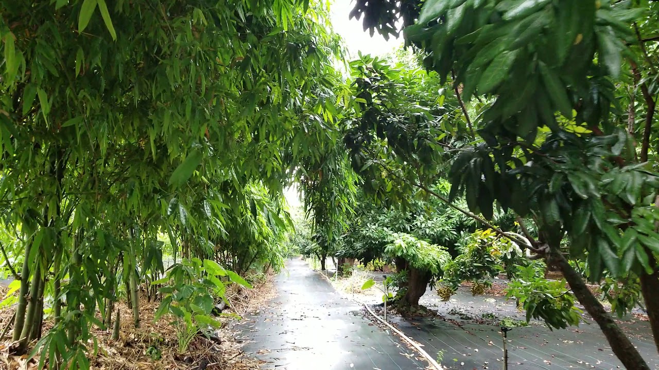 A gorgeous Longan orchard