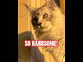 Cute cat, Silver Maine Coon, he’s name is NaiLong(means Mikey gragon)