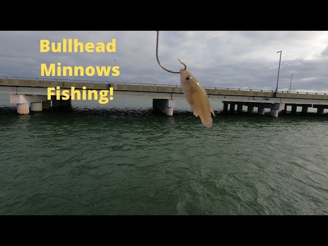 Trying out Bullhead Minnows 