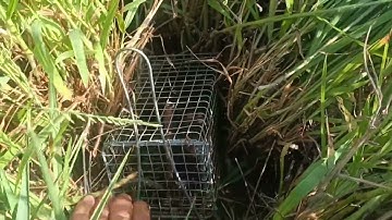 Bẩy chuột cống nhum kết hợp hai bài mòi ốc và lúa  để săn lùng trùm cuối và cái kết.#sanbatbatri#