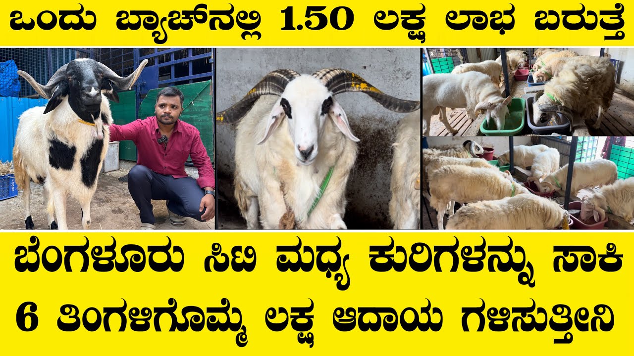 ಬೆಂಗಳೂರು ಸಿಟಿ ಮದ್ಯ ಕುರಿಗಳನ್ನು ಸಾಕಿ 6 ತಿಂಗಳಿಗೆ ಲಕ್ಷ ಗಳಿಸಿದ ಯುವಕ..Amingad sheep farm in bengaluru