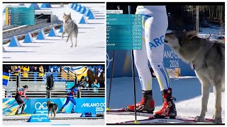 Wolfdog Interrupts Women's Cross-Country Skiing Event and Ran into Course at Milan Cortina Olympics screenshot 5