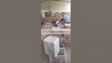 Commercial Fruit Vegetable Orange Sorting Machine Potato Onion Garlic Grading Machine