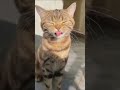 cats lover #animal lover #cute cats #lovely #support #subscribe #youtube #new #shorts #viral #vibe