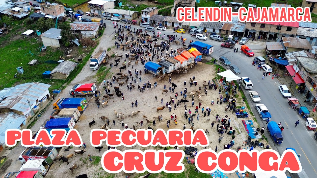 Cientos de animales a la venta  - plaza pecuaria cruz conga - celendin - Cajamarca Perú