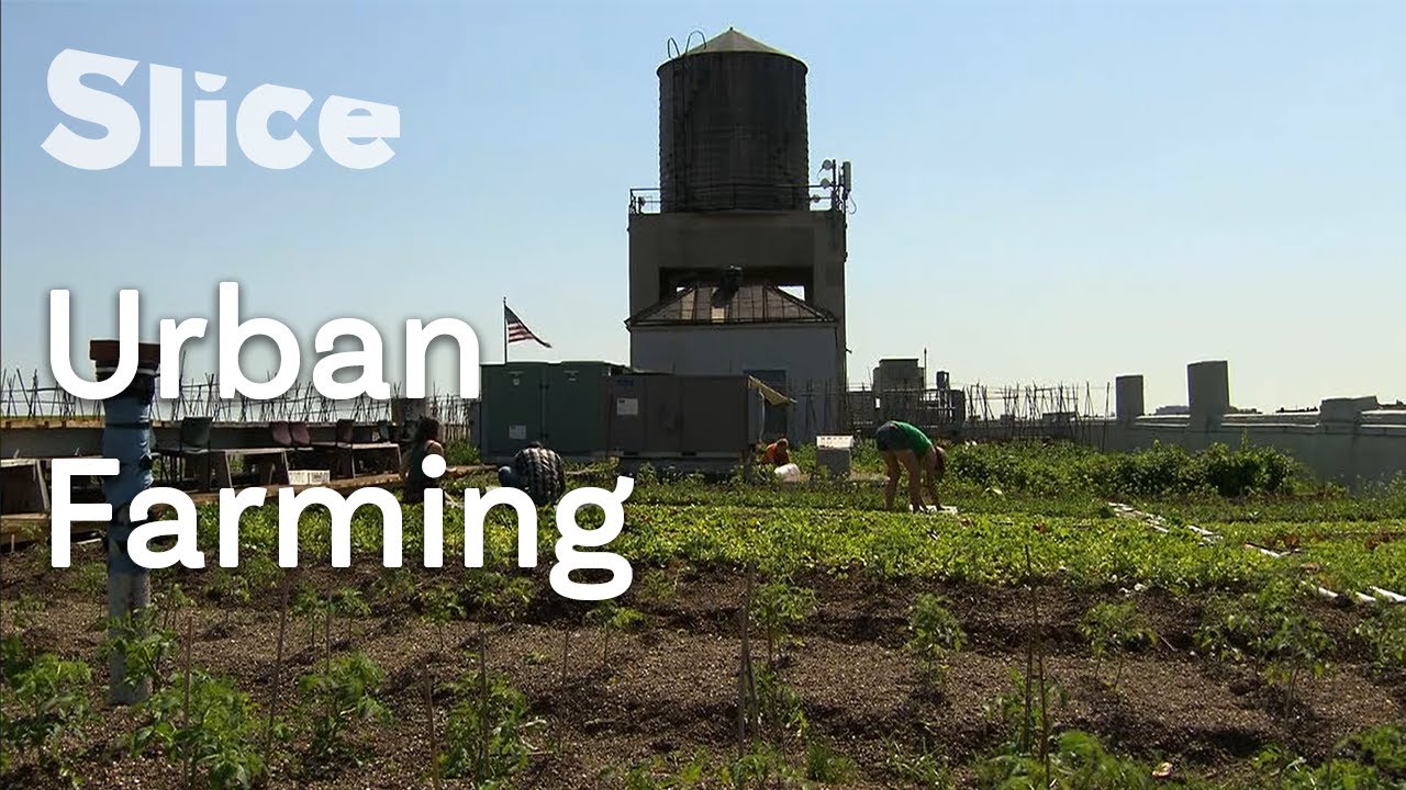Documentary backdrop image for Tomorrow's urban farming (2020)