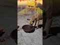 🚩जय श्री राधे 📿 #helpingvideo #premanandjipravachan #doghelp #doghelper #dogshorts #doghelps #madad