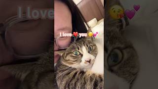 the one thing I never forget to say❤️ #CatLove #ICat #CatCuddle #FunnyCat #CatShorts #PetLove