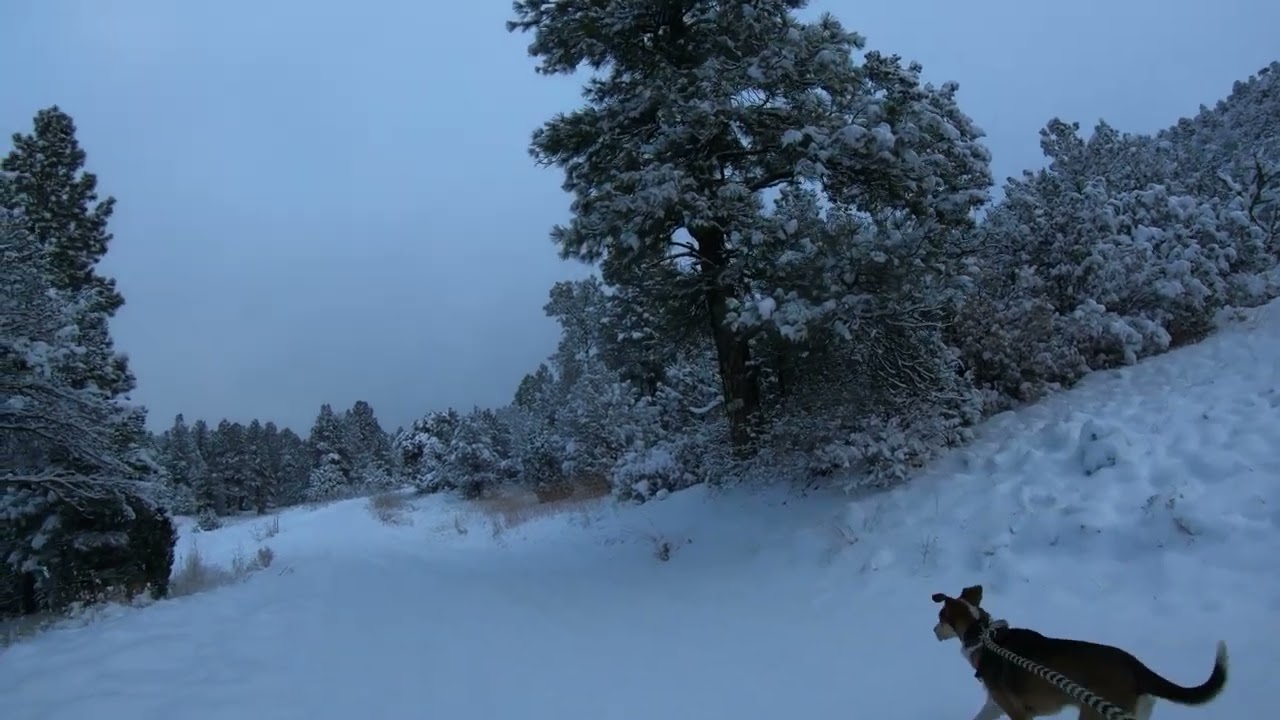 Snowy Dog Walk