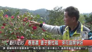 1060307觀天下新聞HD07 汐止區春意濃 姜子寮杜鵑、茶花盛開爭妍