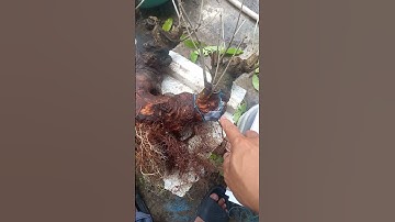 Cách tạo rễ Buông cho cành lộc vừng #bonsai