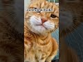 #cat
