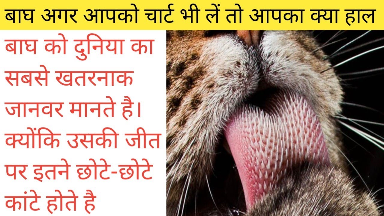 kyon-bagh-ko-duniya-ka-sabse-khatarnak-janwar-kahate-hai-shorts-youtube