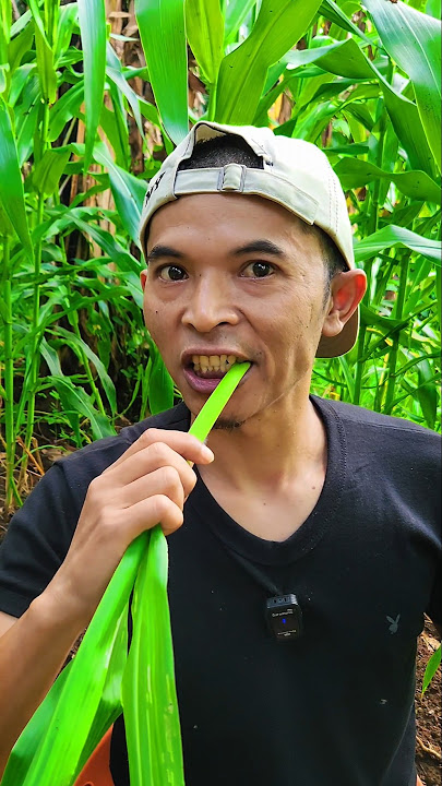 Makan sosis jagung bakar, eh makan pohon jagung 🤣🌽