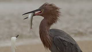 Reddishegret 11182023Instamp4