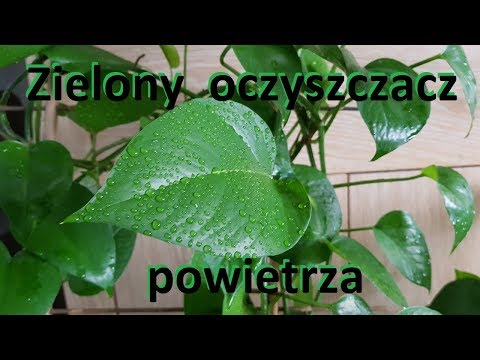 Naturalny filtr powietrza w naszym domu. Epipremnum złociste.