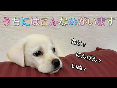 【犬編】うちにはこんなのがいます
