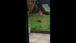 Sparrowhawk kill