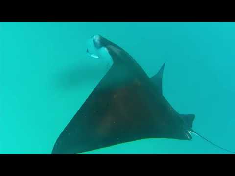Ari Atoll Maaya Thila Diving in Maldives