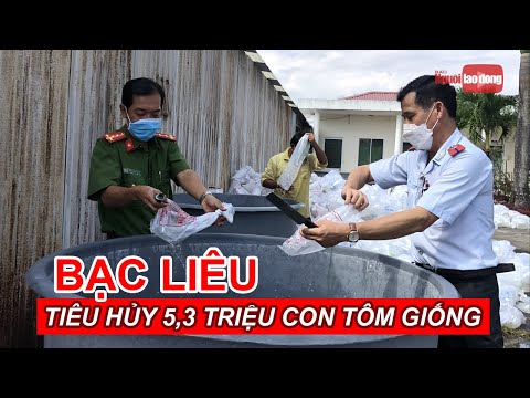 Video Bạc Liêu tiêu hủy gần 5,3 triệu con tôm giống từ Ninh... - youtube