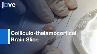 Colliculo-thalamocortical Brain Slice Modification | Protocol Preview