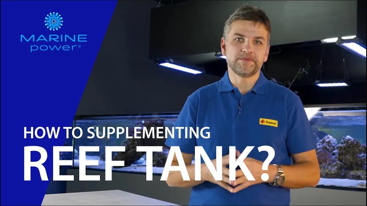 Beautiful view of Reef Tank Co2 Supplementation