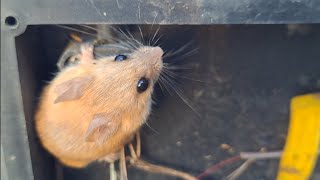 Cute Mouse Videos - Funny Mice Compilation 2023 / #TaTaiMAN