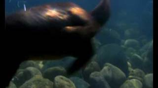 BBC Planet Earth - Otters