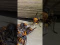 How to catch hornets. Giant hornets are getting stuck in a trap