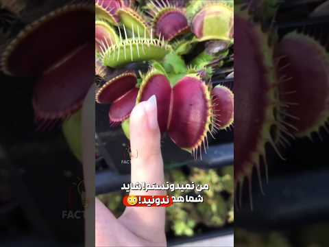 گیاهی که حیوانات رو میخوره