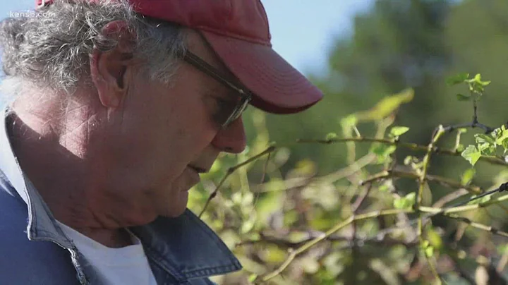 Inside Texas's booming wine industry