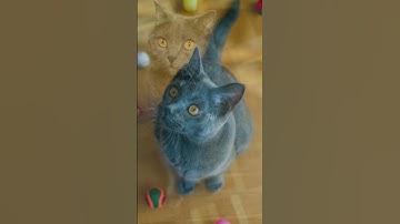 Chartreux Cat Breed / Cat Breeds / Chartreux Cat / Cat Facts #shorts