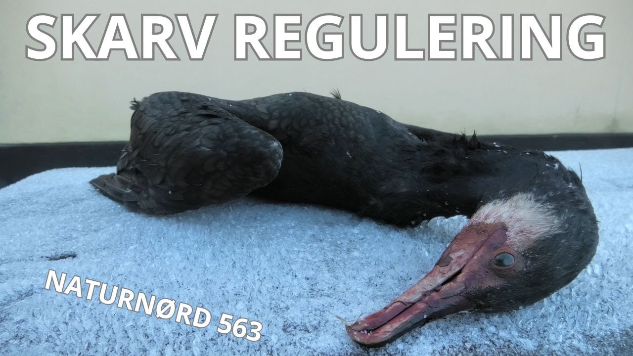 SKARV REGULERING I VARDE Å